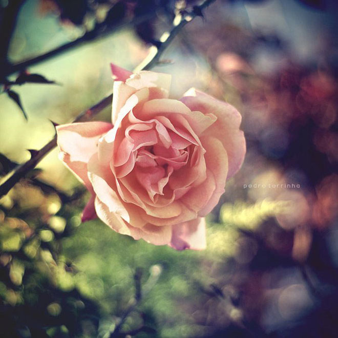beatiful-dream-colorful-pedro-terrinha-photography